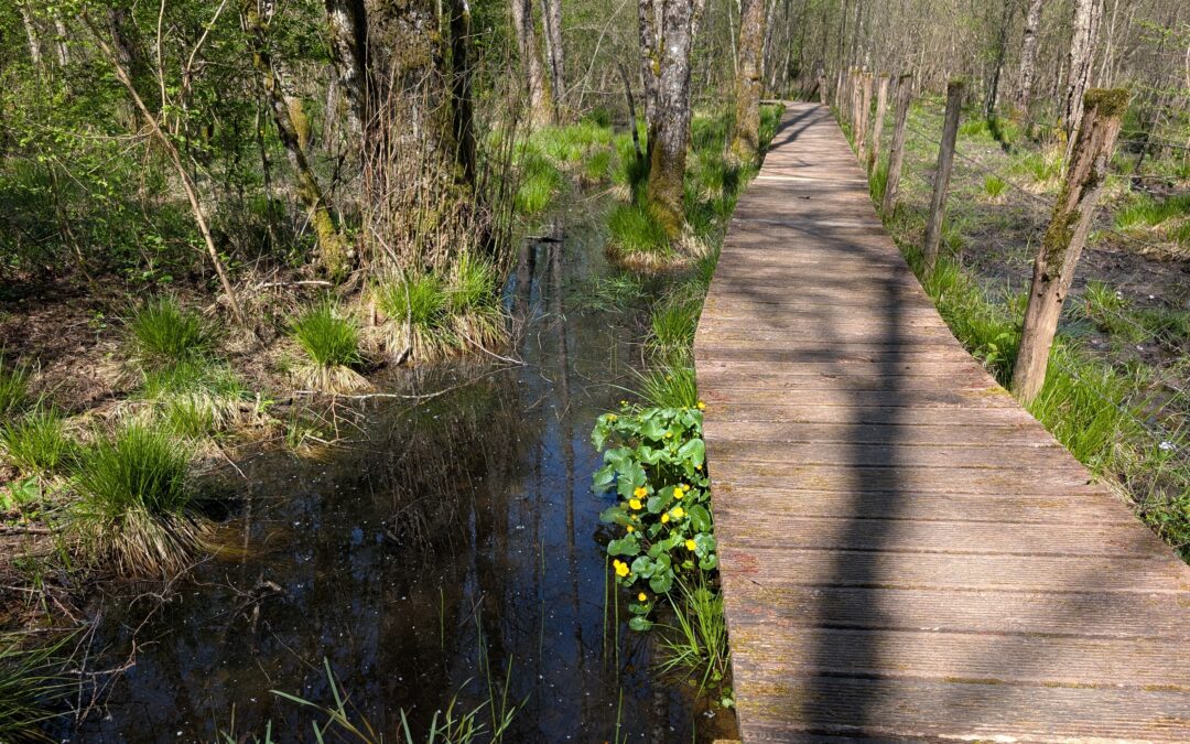 Le marais de Saône révèle toute sa beauté 🌿