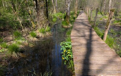 Le marais de Saône révèle toute sa beauté 🌿